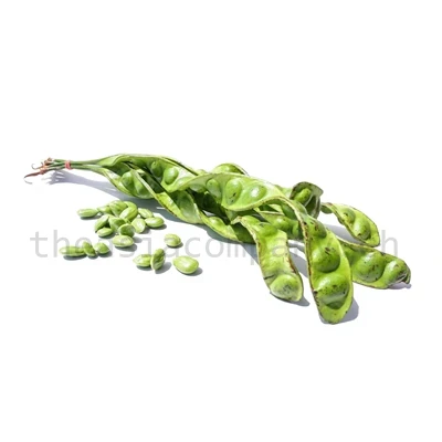 Parkia Satorbohnen_1