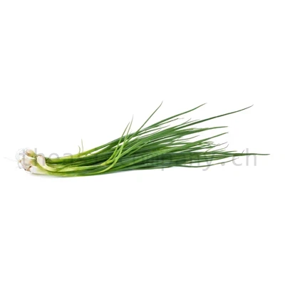 Frühlingszwiebeln_1