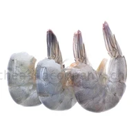 TAC Blacktiger ohne Kopf mit Schale 13/15