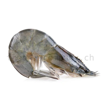 SELVA Blacktiger ganz 6/8_1