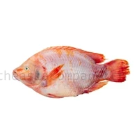 SM Red Tilapia ganz 600-800gr
