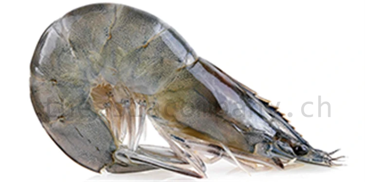 Krusten- & Weichtiere